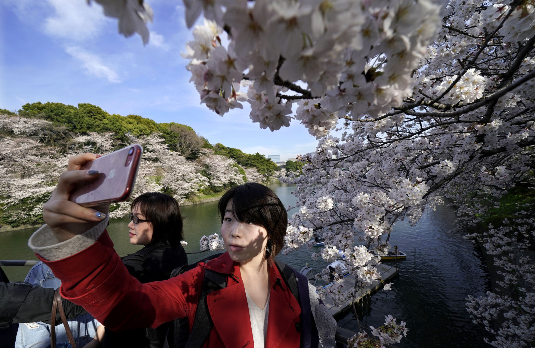 Japan cherry blossoms